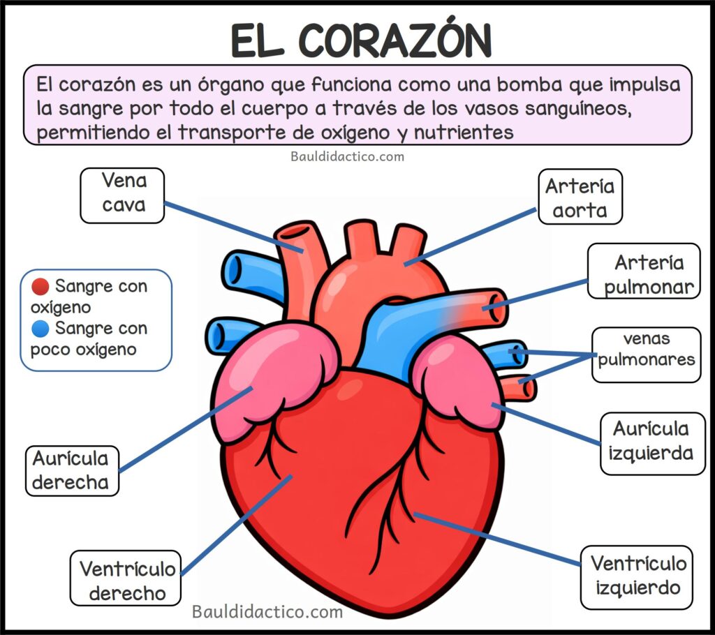 PROYECTOS DE AULA ¡Una bomba en mi cuerpo!
