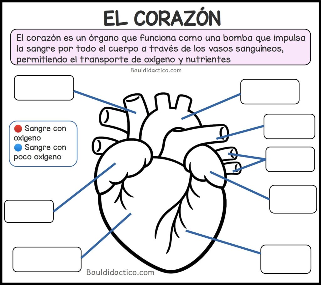 PROYECTOS DE AULA ¡Una bomba en mi cuerpo!