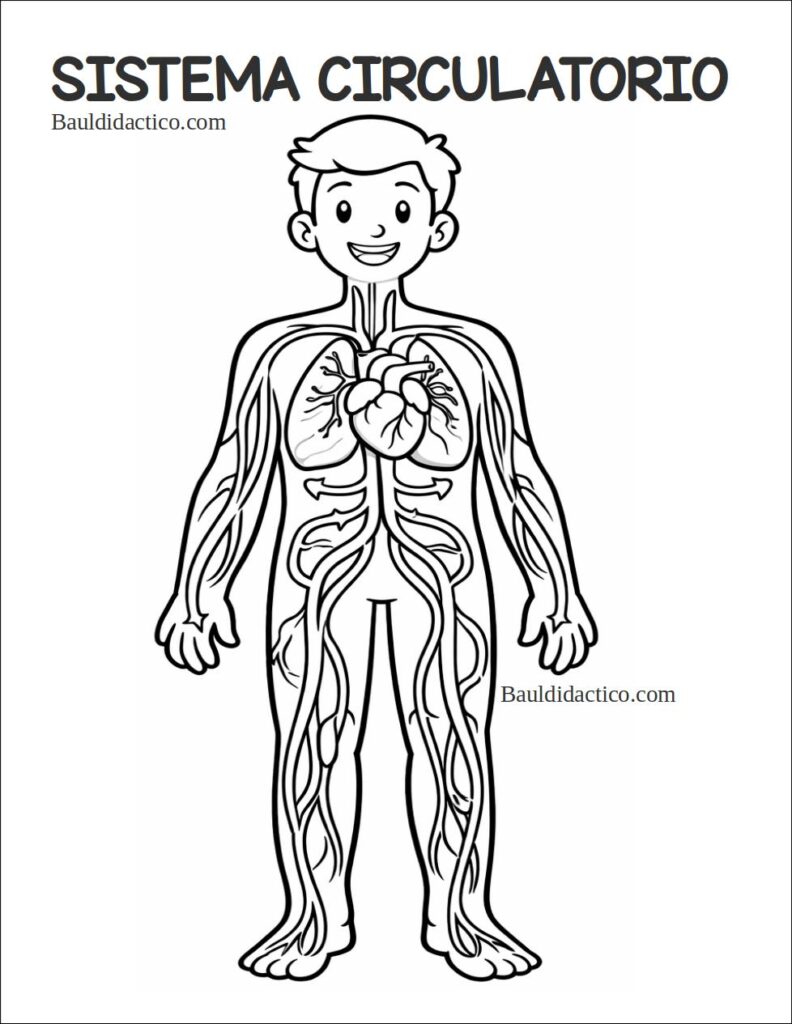 PROYECTOS DE AULA ¡Una bomba en mi cuerpo!