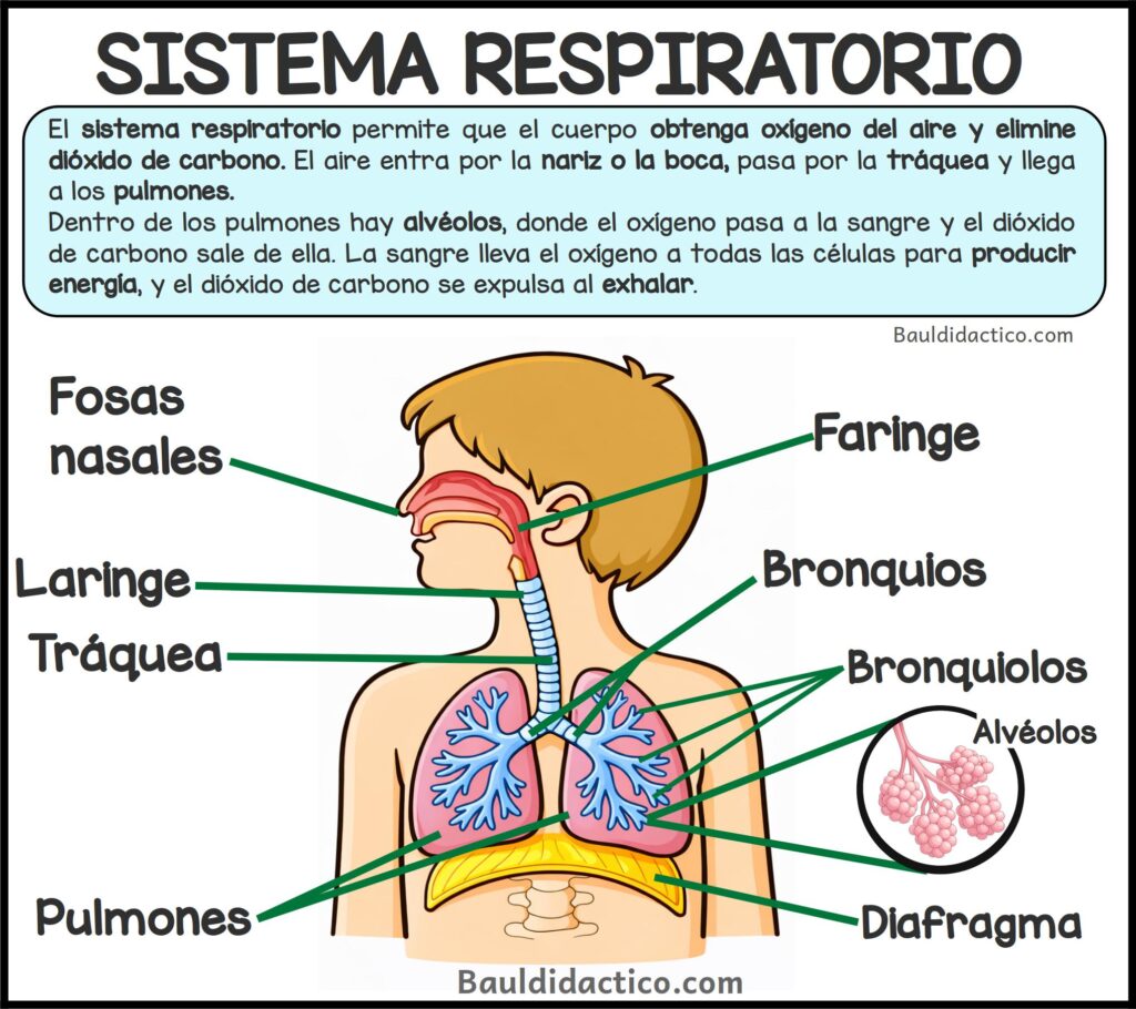 PROYECTOS DE AULA ¡Una bomba en mi cuerpo!